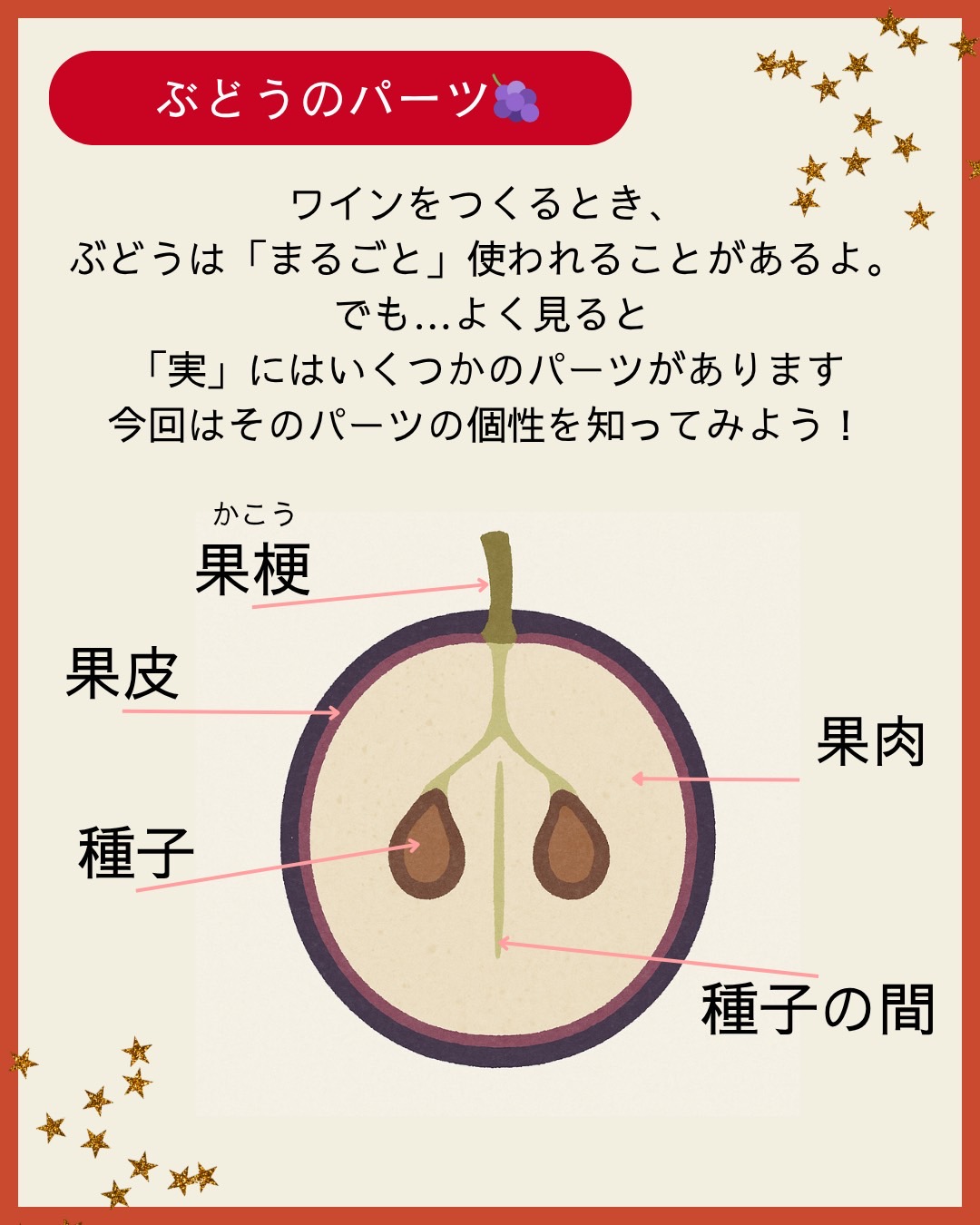 ブドウの断面図